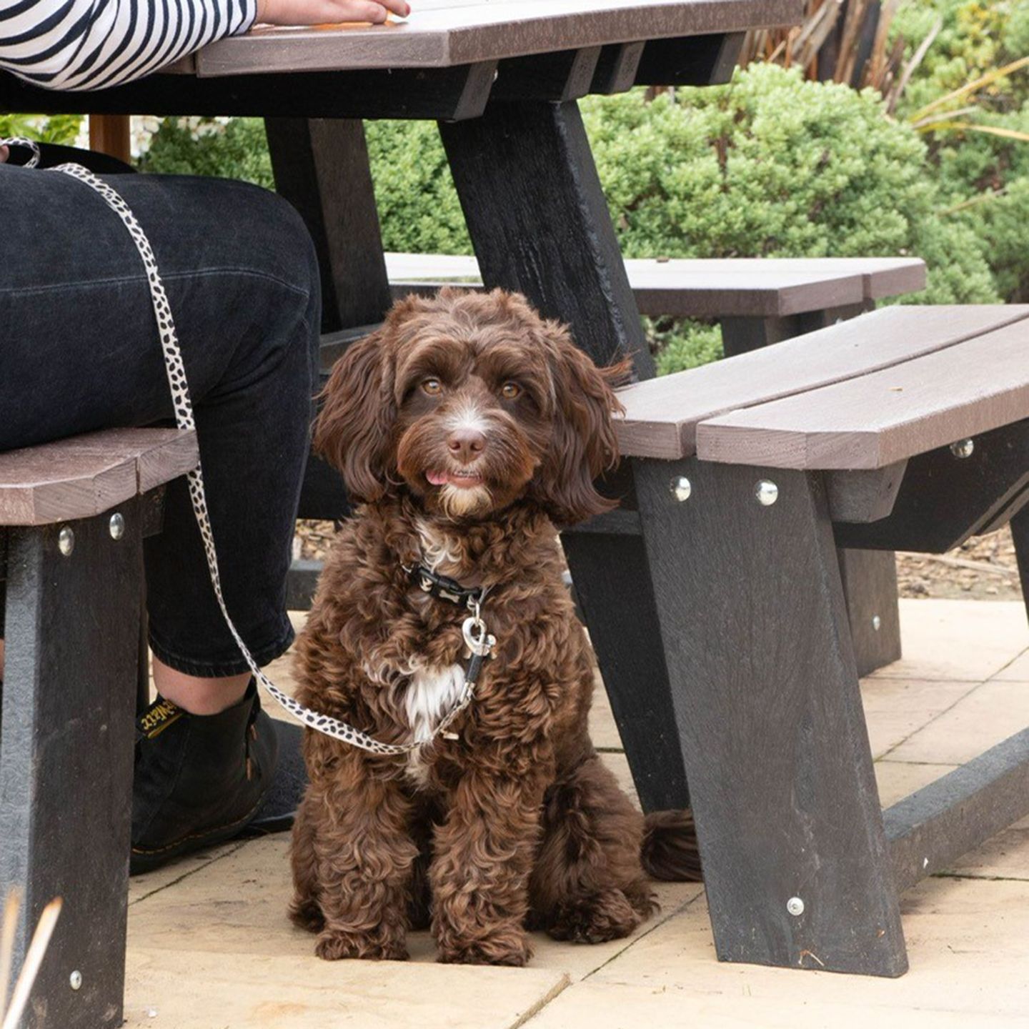 Your local dog friendly pub in York